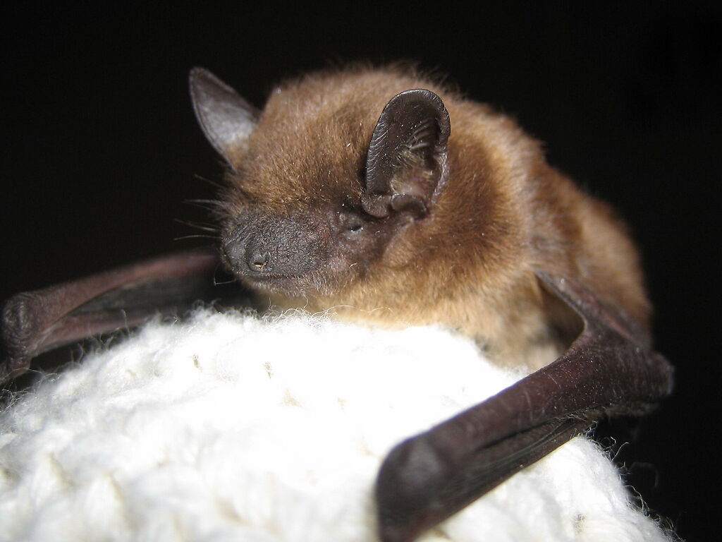 Des Moines Bat Removal